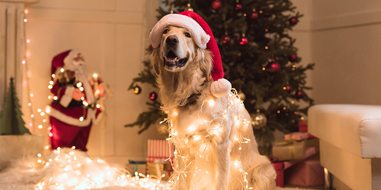 Adornos de navidad, hermosos pero peligrosos para tus mascotas