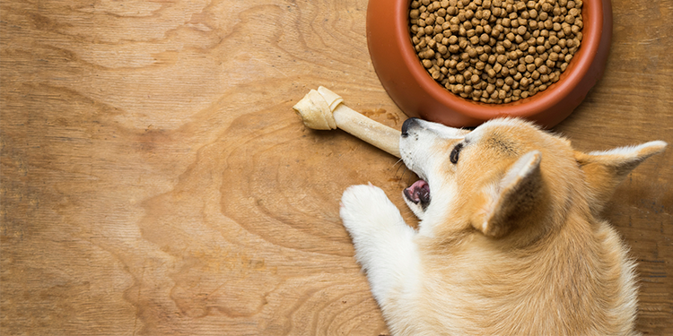 Enriquecimiento alimenticio: tu perro dirá ¡guau! por su buena comida
