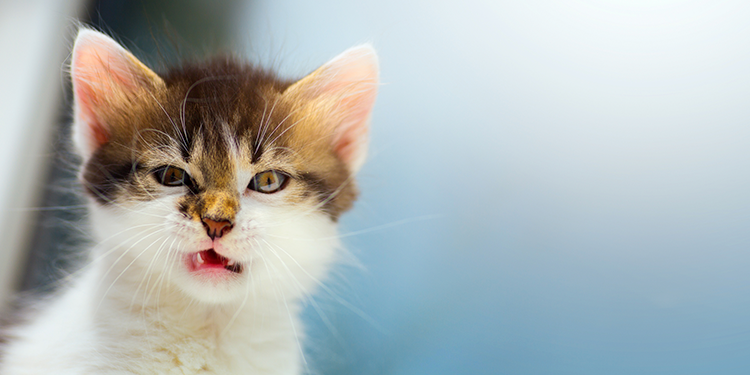 Conoce los problemas comunes de agresividad en gatos