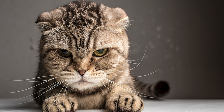 Conoce los problemas comunes de agresividad en gatos