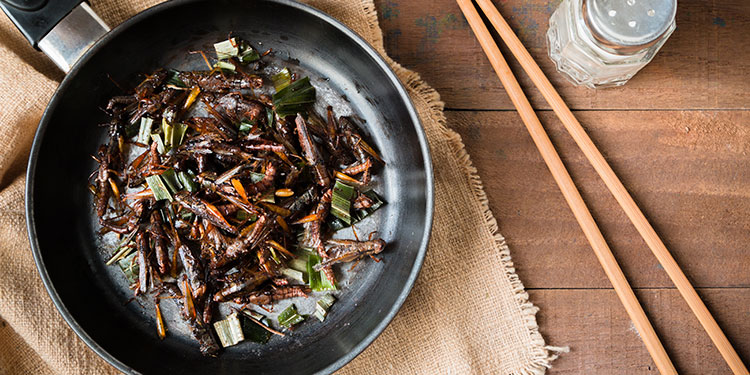 Incluir insectos en dieta alimentaria ayudaría a contrarrestar la obesidad