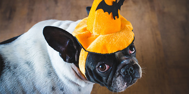 Las mascotas también celebran Halloween con divertidos disfraces