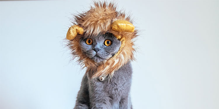 Las mascotas también celebran Halloween con divertidos disfraces