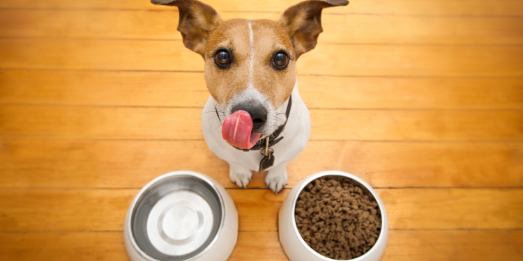 Alimentos peligrosos para tus mascotas
