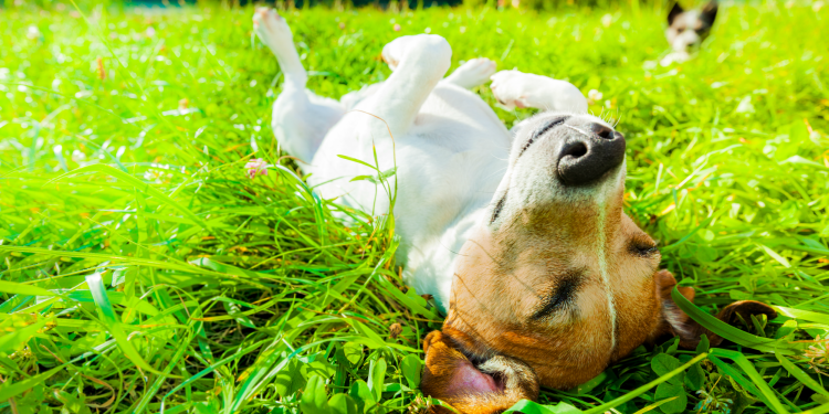 Cómo debes actuar si tu mascota sufre una intoxicación